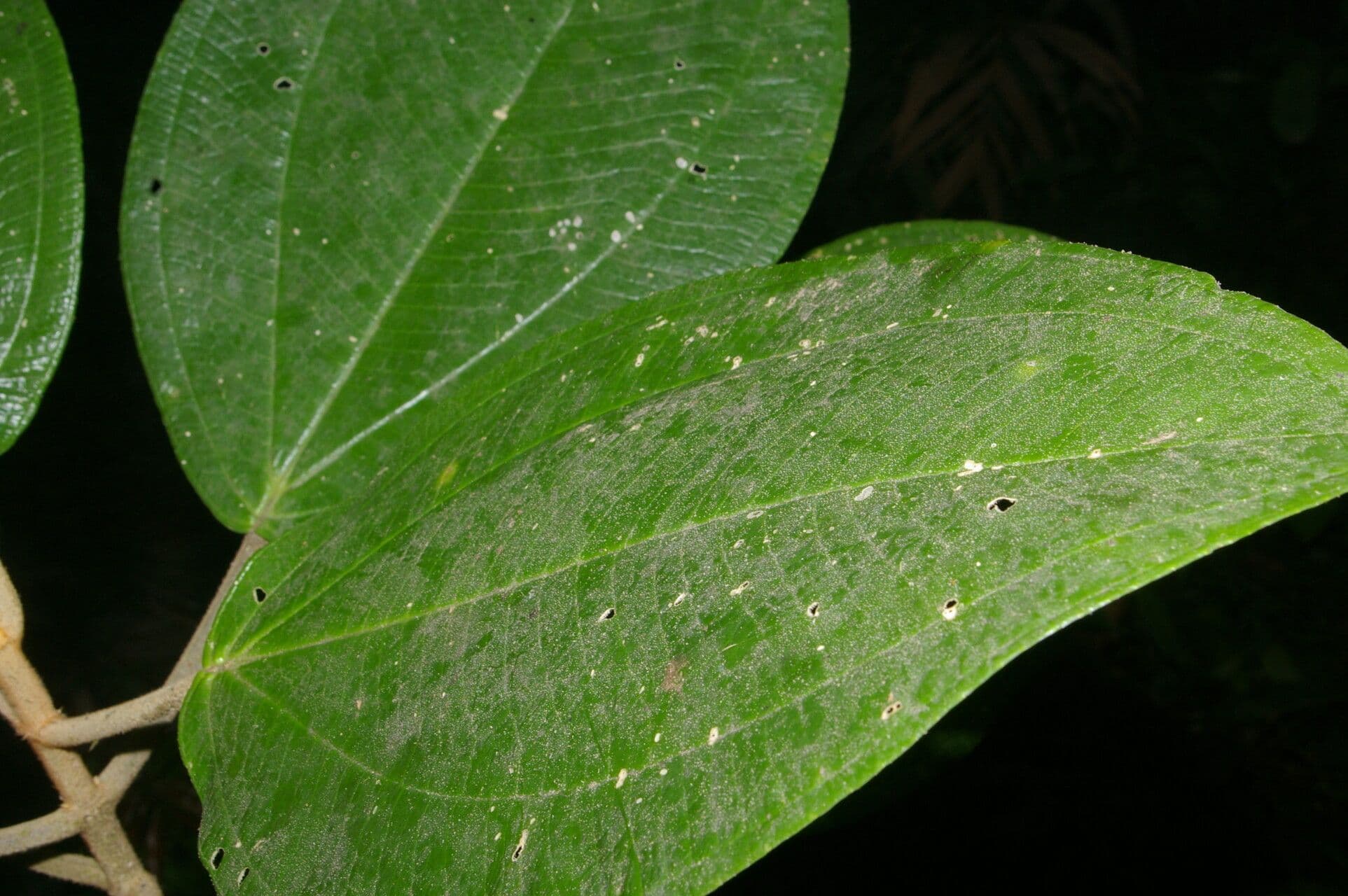 Meriania 6