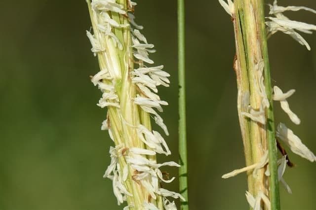 Smooth cordgrass 9
