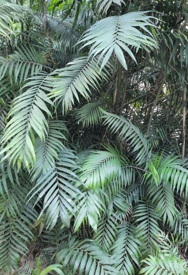 Chamaedorea 2