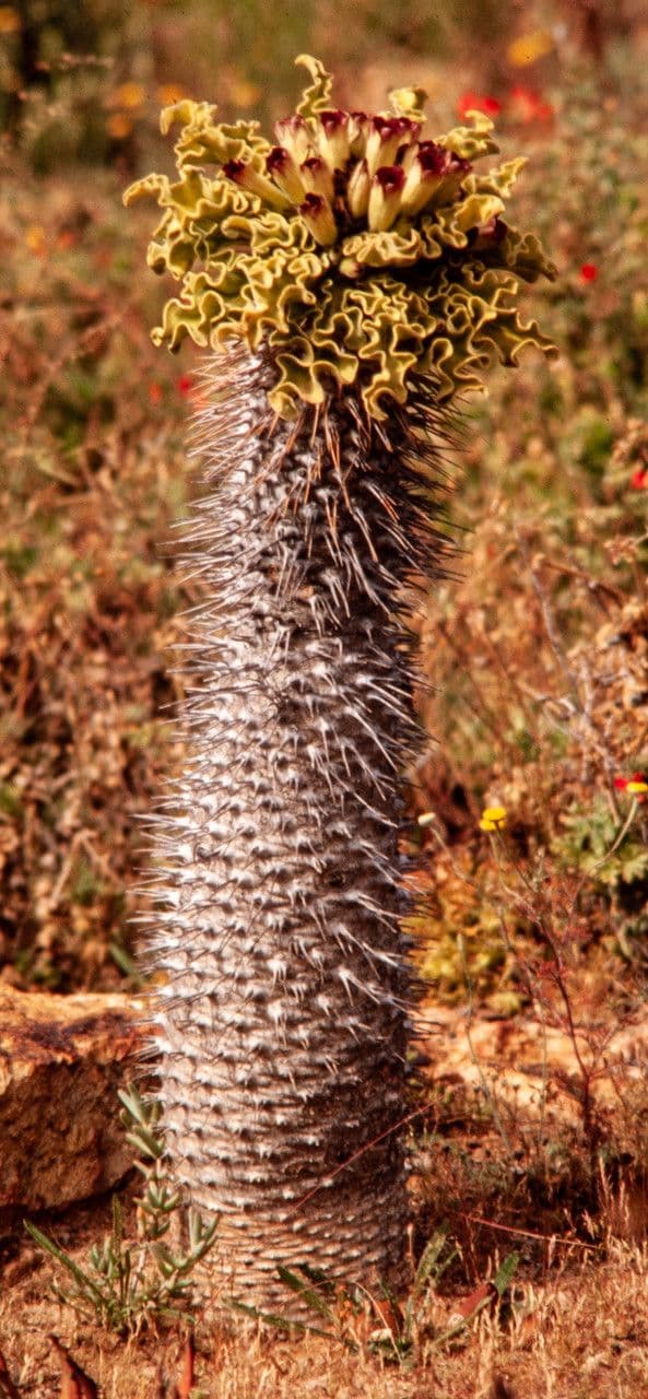 Pachypodium namaquanum 2