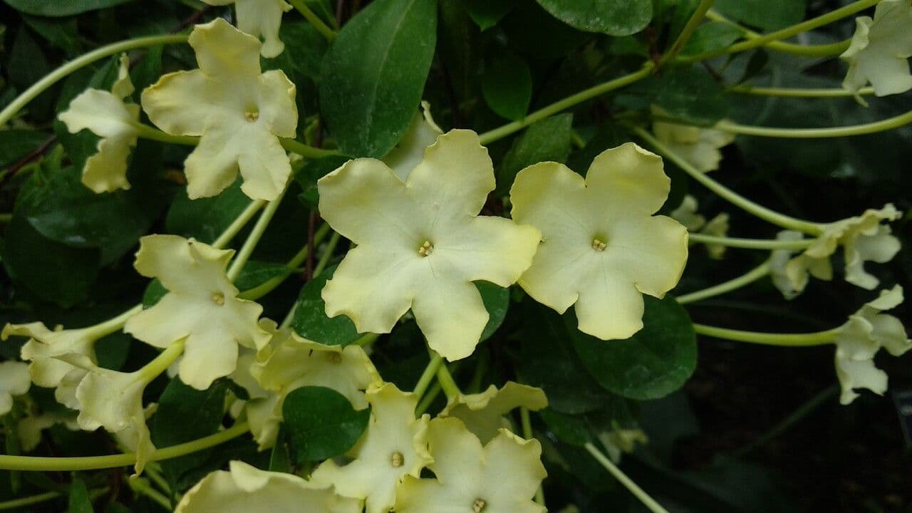 Brunfelsia