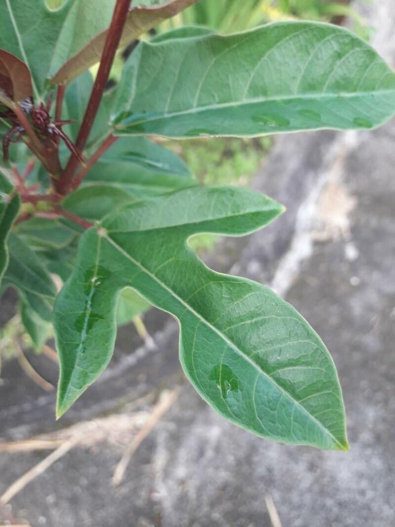 Jatropha integerrima 17