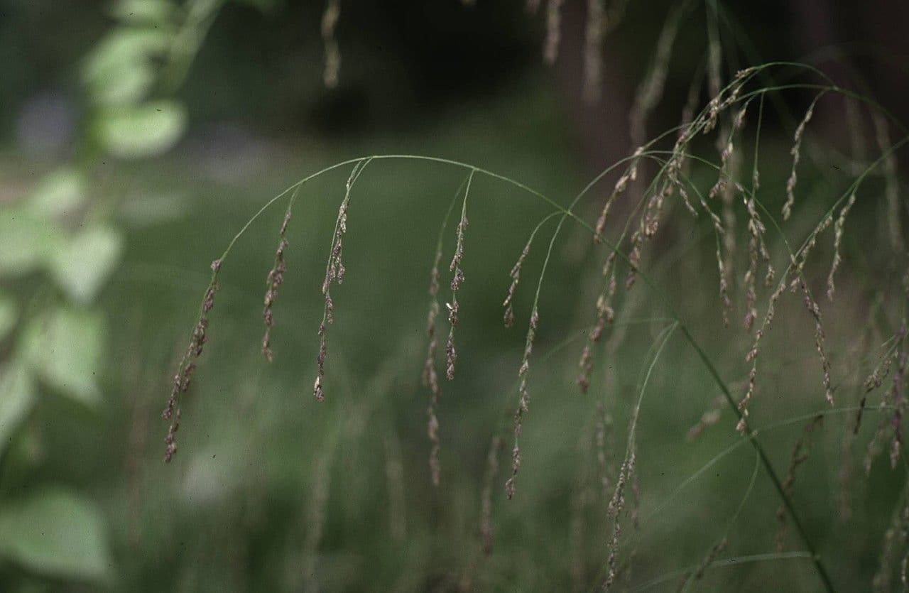 Glyceria striata 15