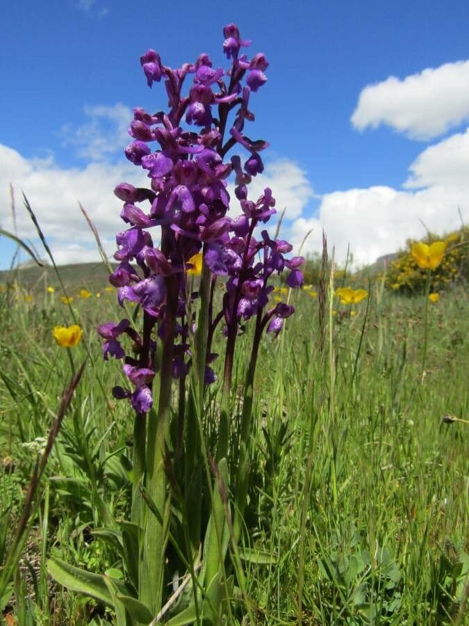 Orchide minore 6