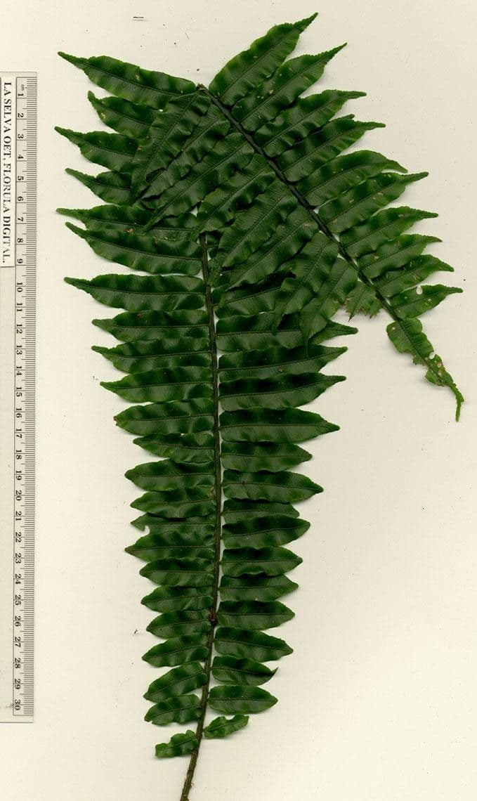 Lomariopsis 12