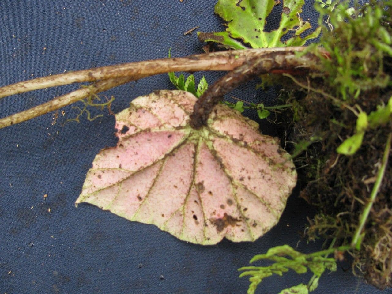 Begonia 2
