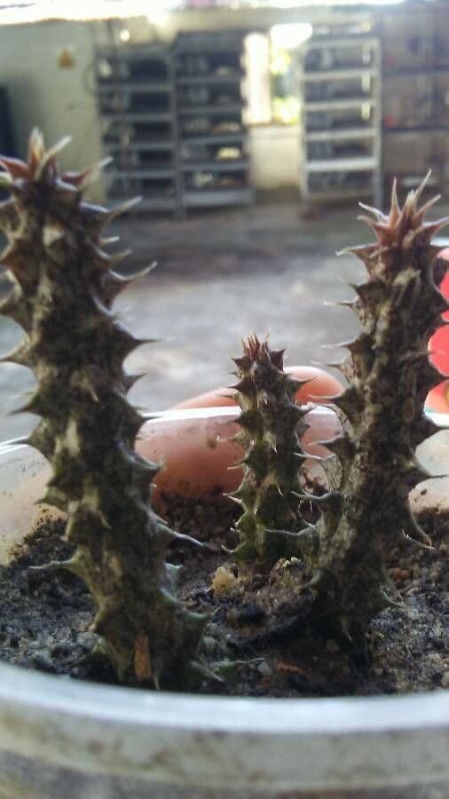 Edithcolea 8