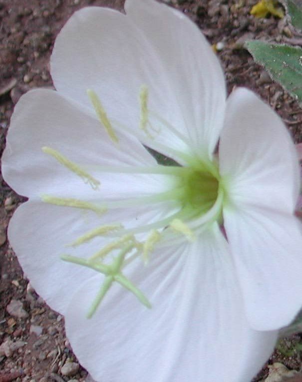 Enagra cespitosa 3