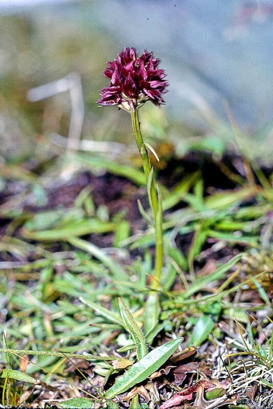 OFrigia austriaca