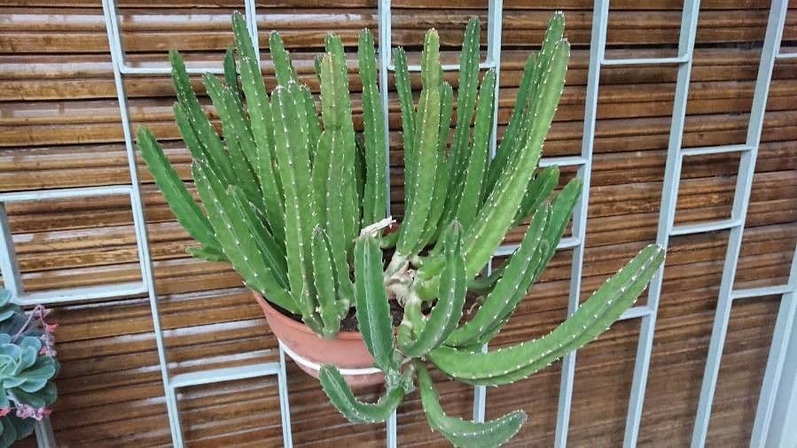 Stapelia gigantea 12