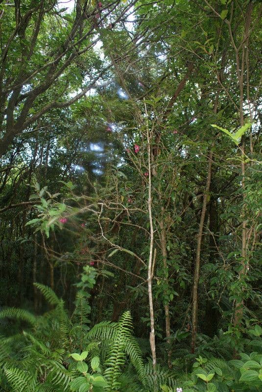 Syzygium 15