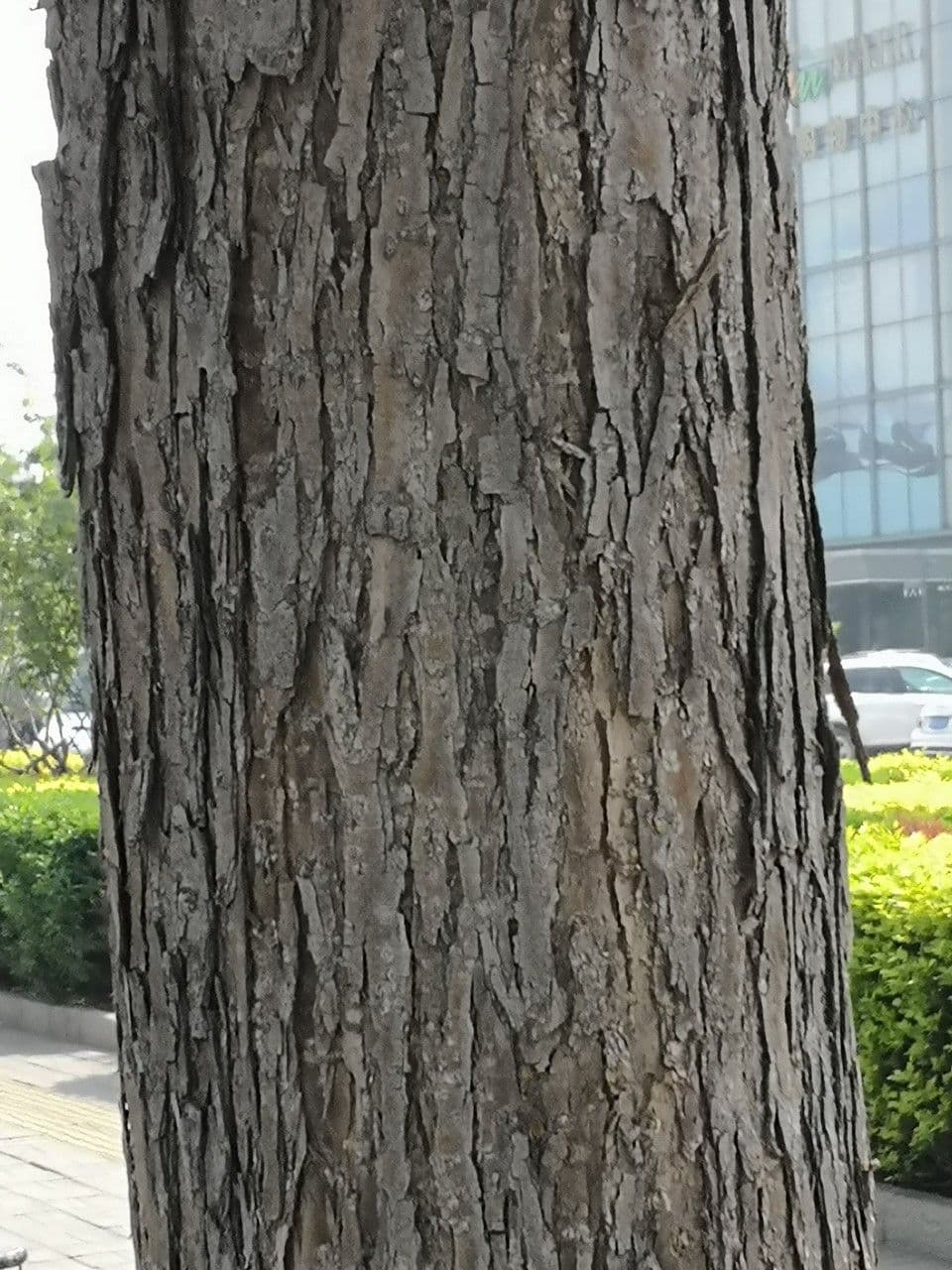 Catalpa di Bunge 17