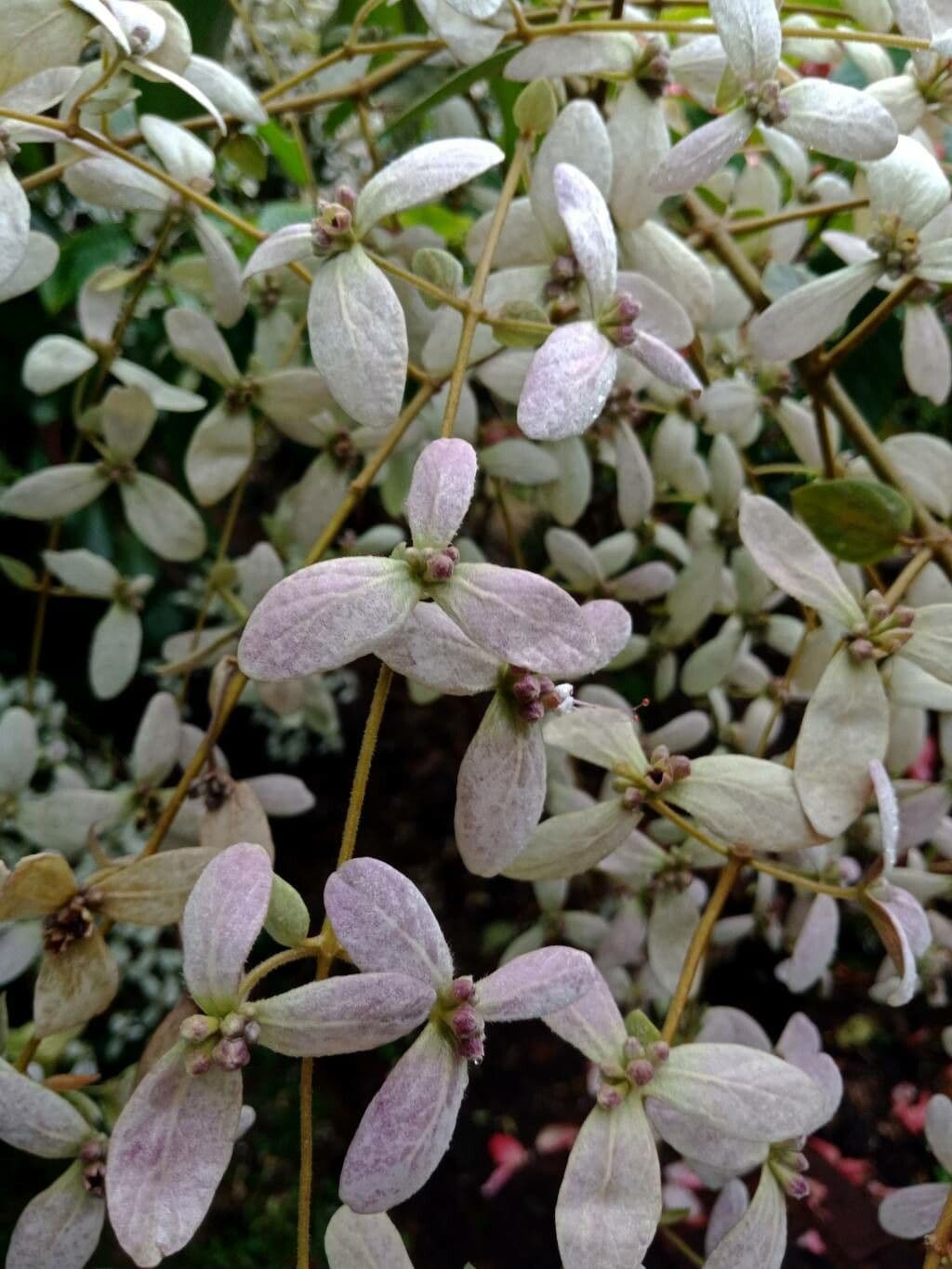 Congea tomentosa 2