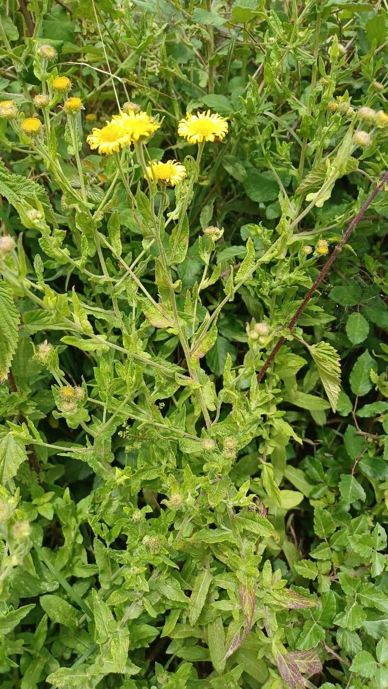 Pulicaria dysenterica 11
