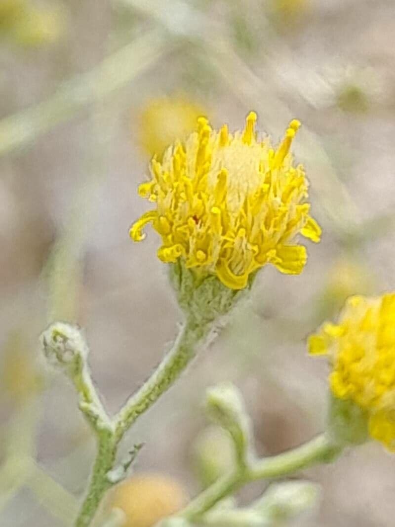 Pulicaria 5