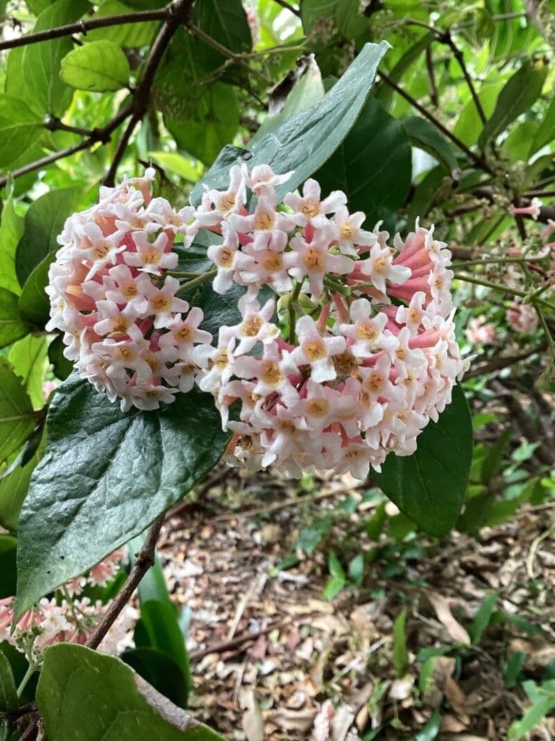 Rogiera 5