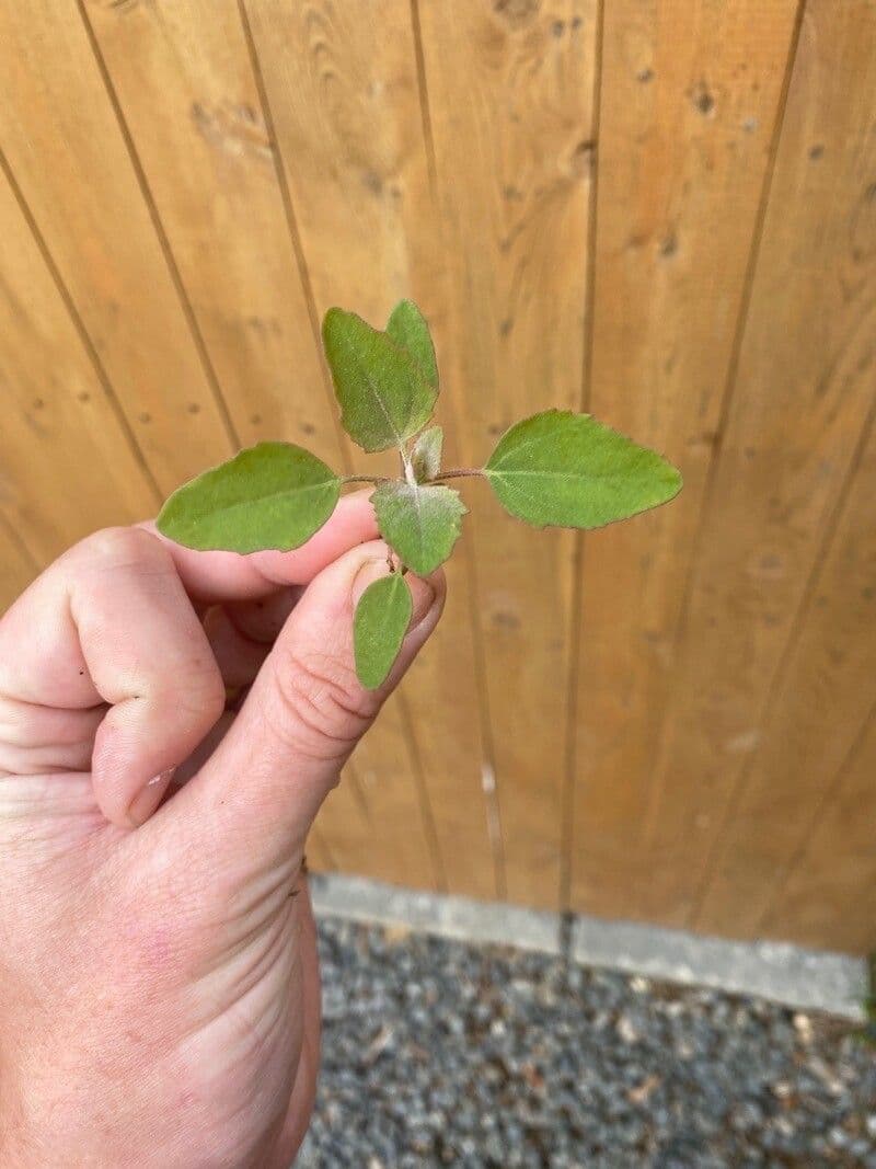 Chenopodium berlandieri 11