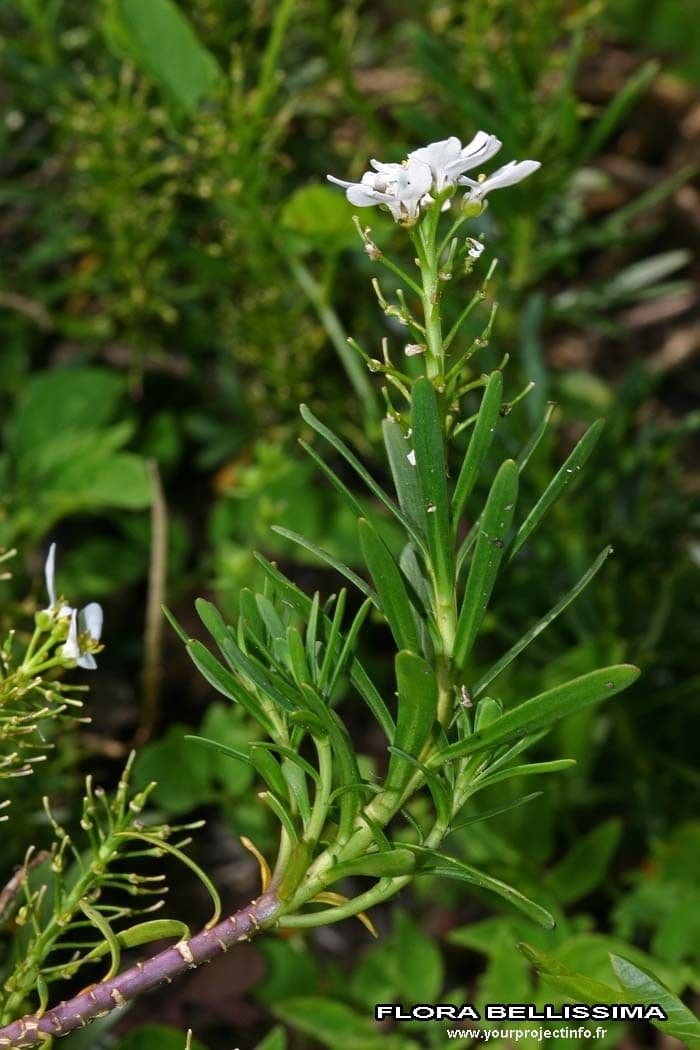 Iberis sempreverde 28