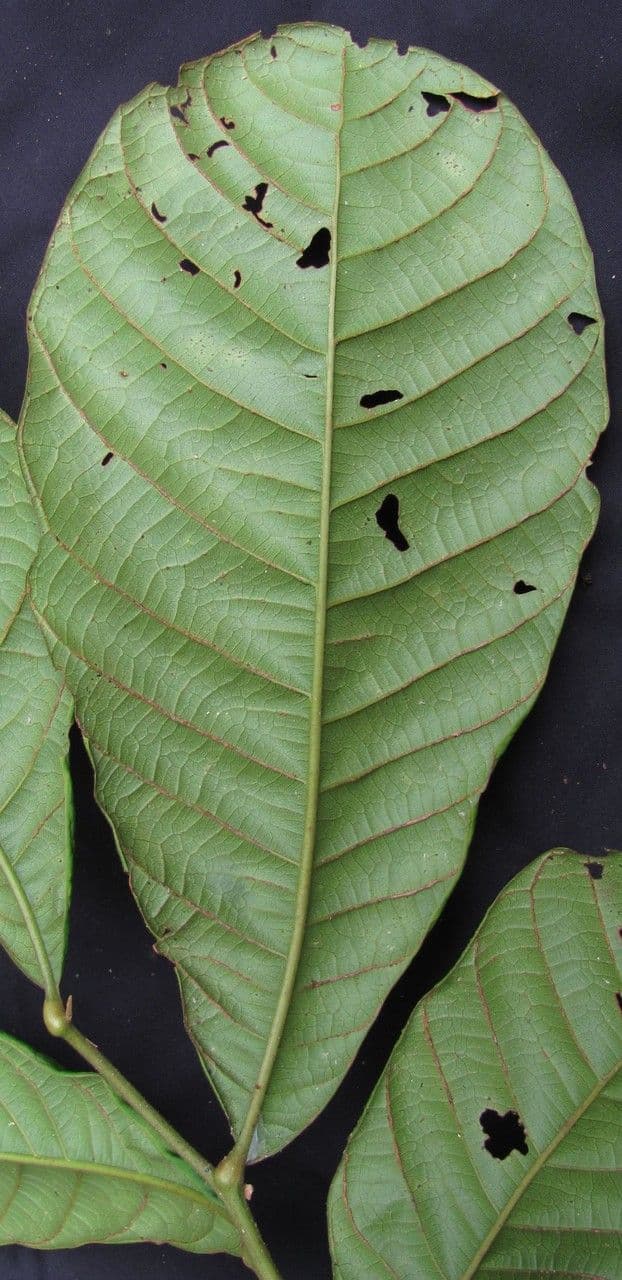 Cupania 6