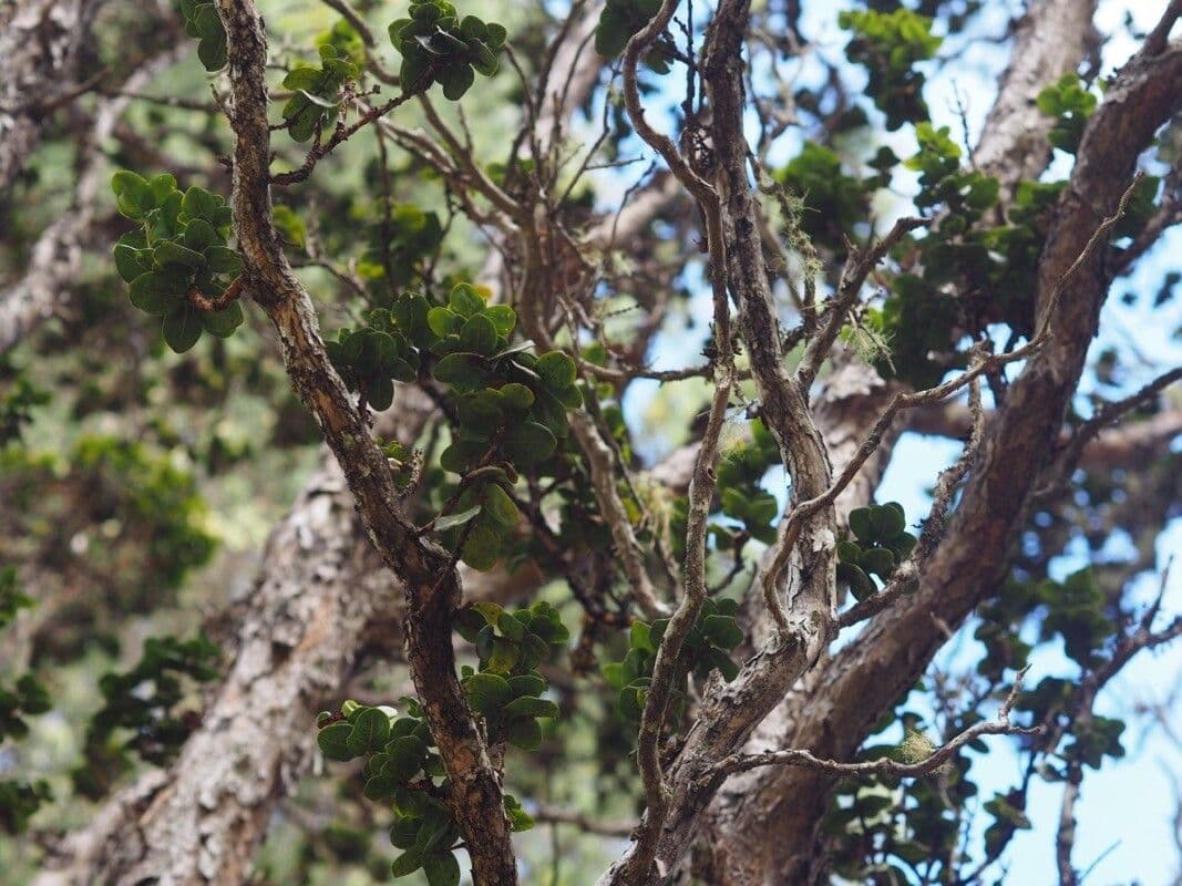 Metrosideros polymorpha 13