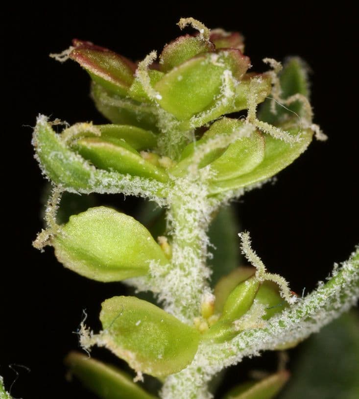 Grayia spinosa 3