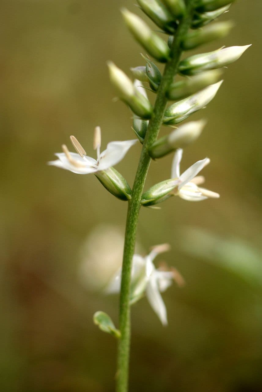 Coutoubea spigata 4