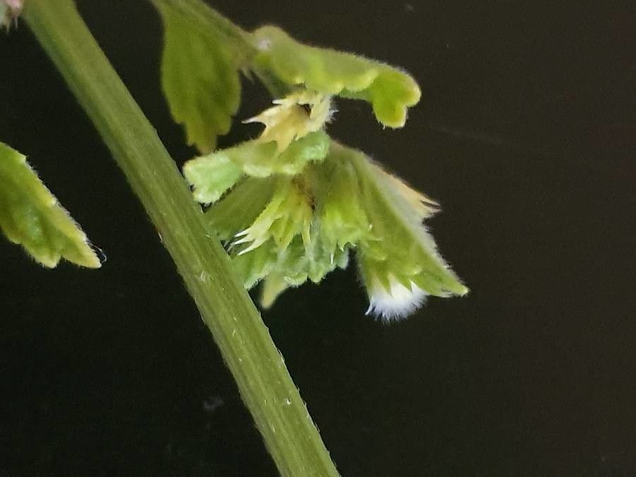 Leucas glabrata 21