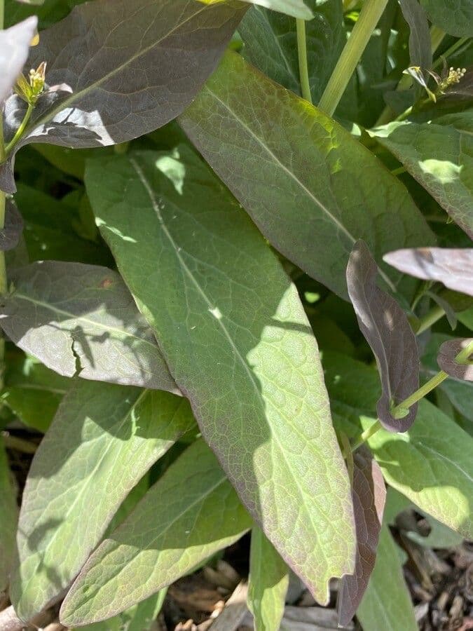 Peltaria 10