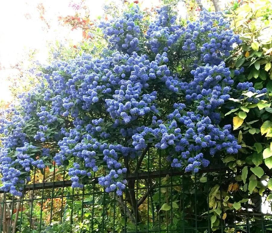Ceanoto arboreo 7