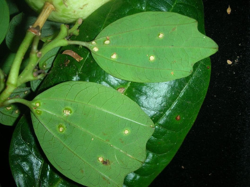 Passiflora 10
