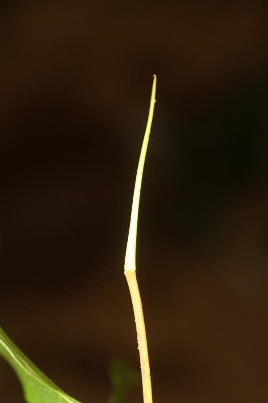 Brosimum rubescens 12