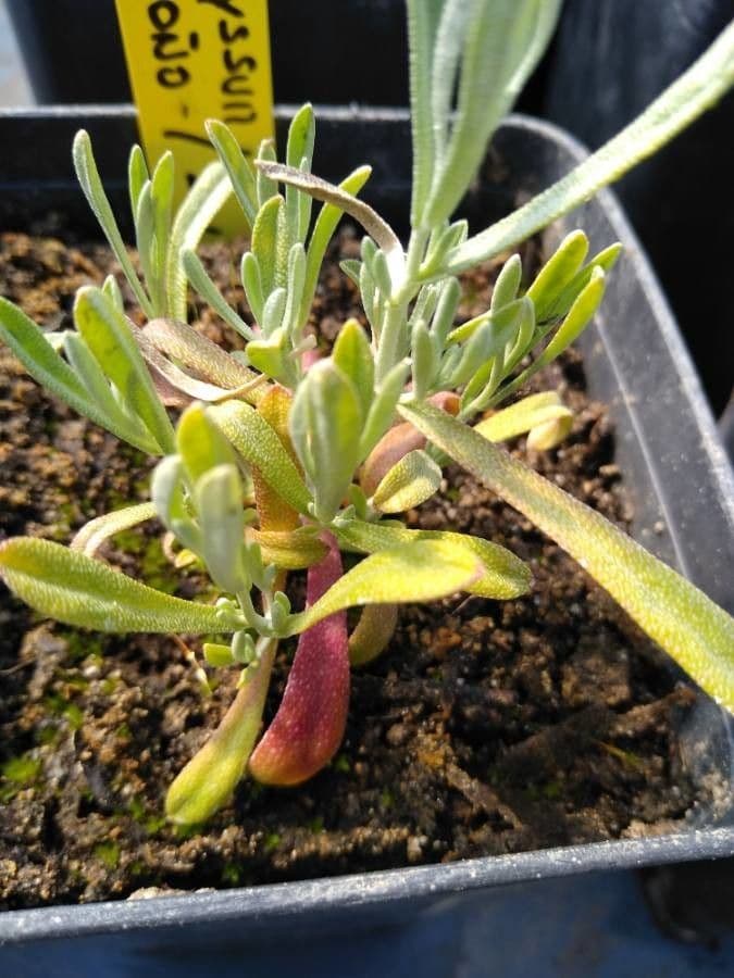 Alyssum serpyllifolium 14