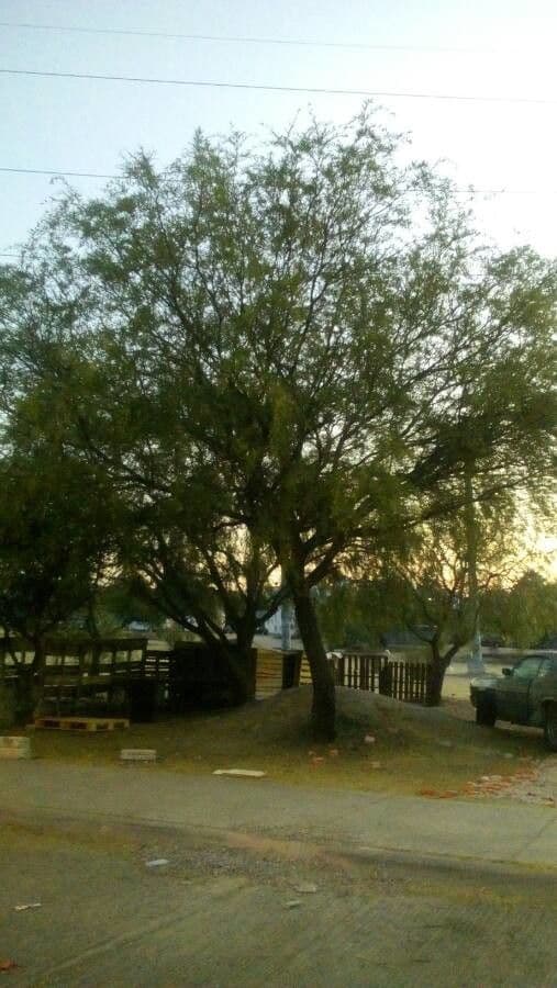 Mesquite liscio 2