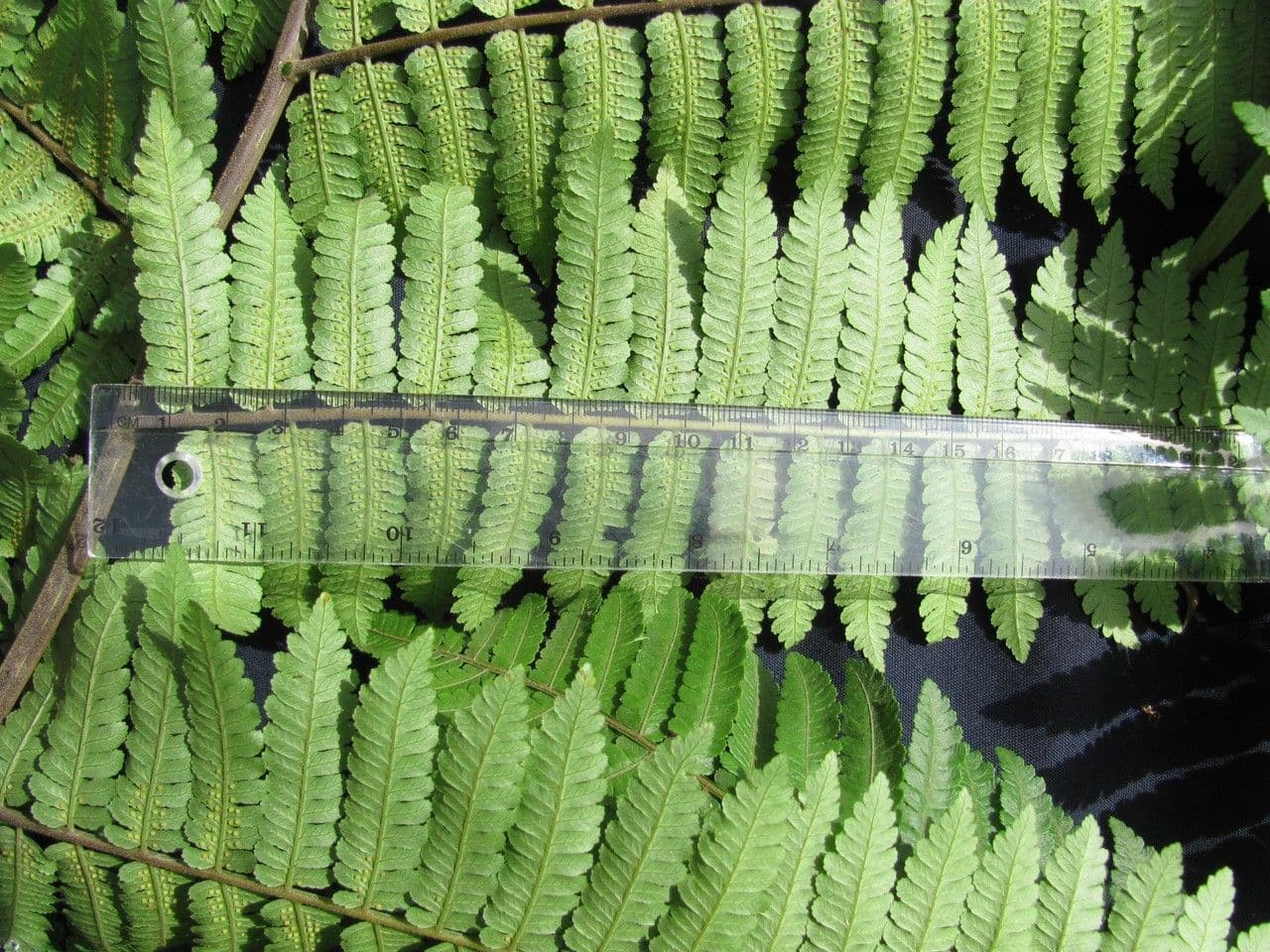 Cyathea multiflora 6