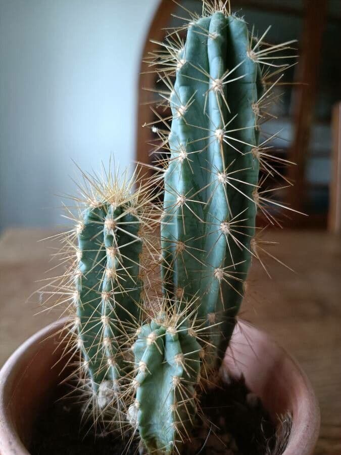 Pilosocereus pachycladus 16