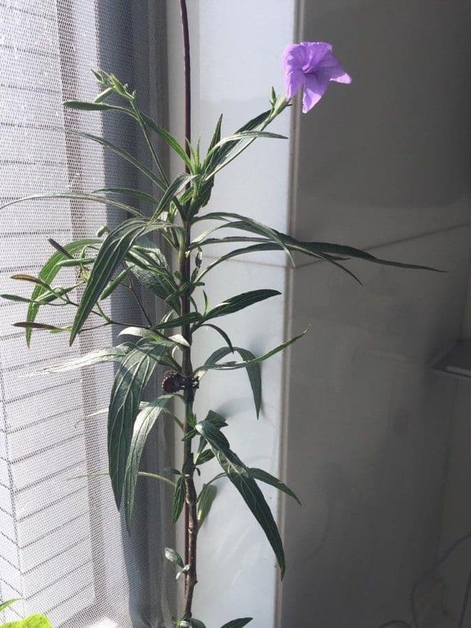 Ruellia simplex 18