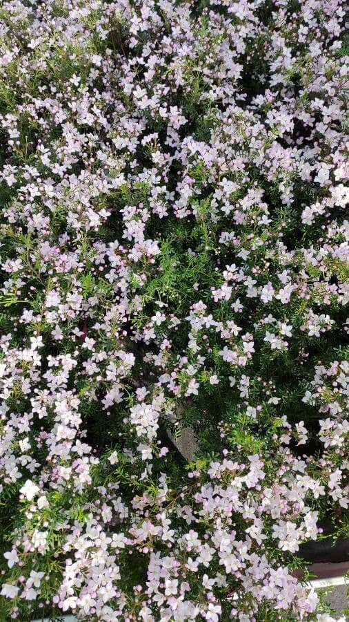 Boronia 4