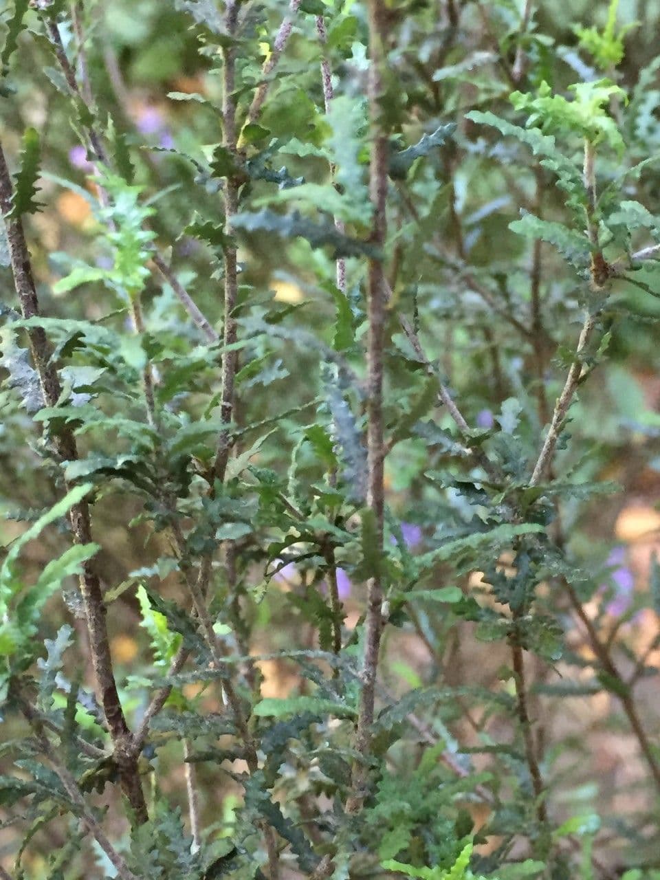 Pittosporum divaricato 2