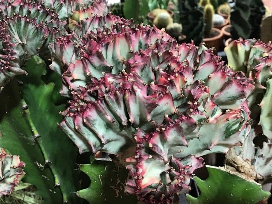 Euphorbe candélabre 7