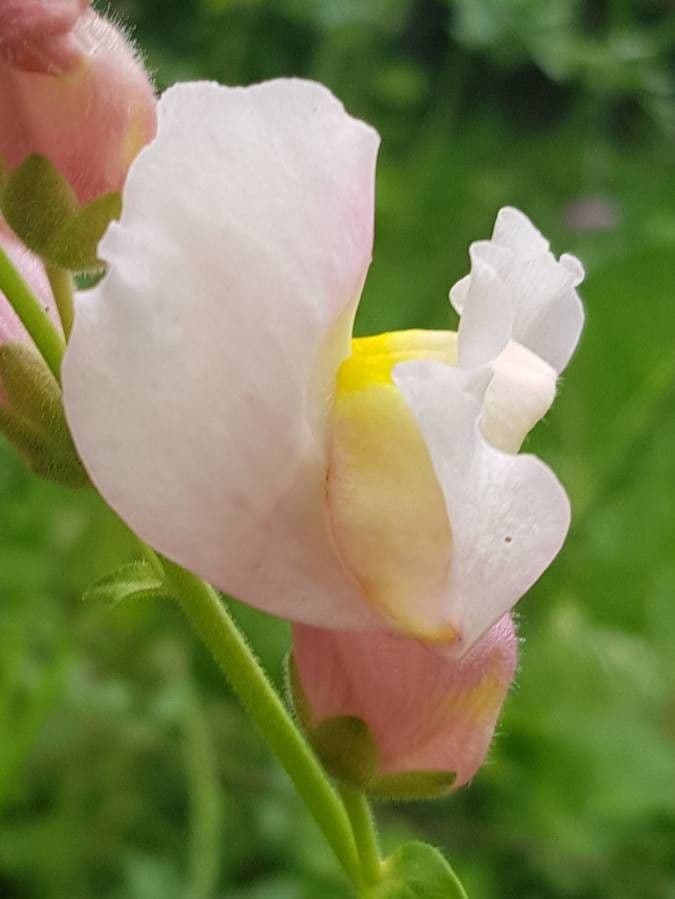 Gänsblume 6