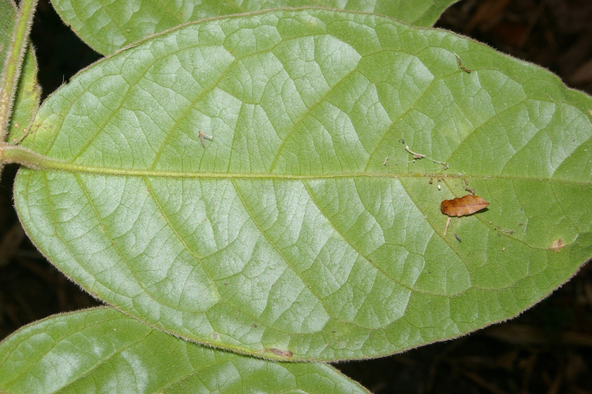 Hiraea 5