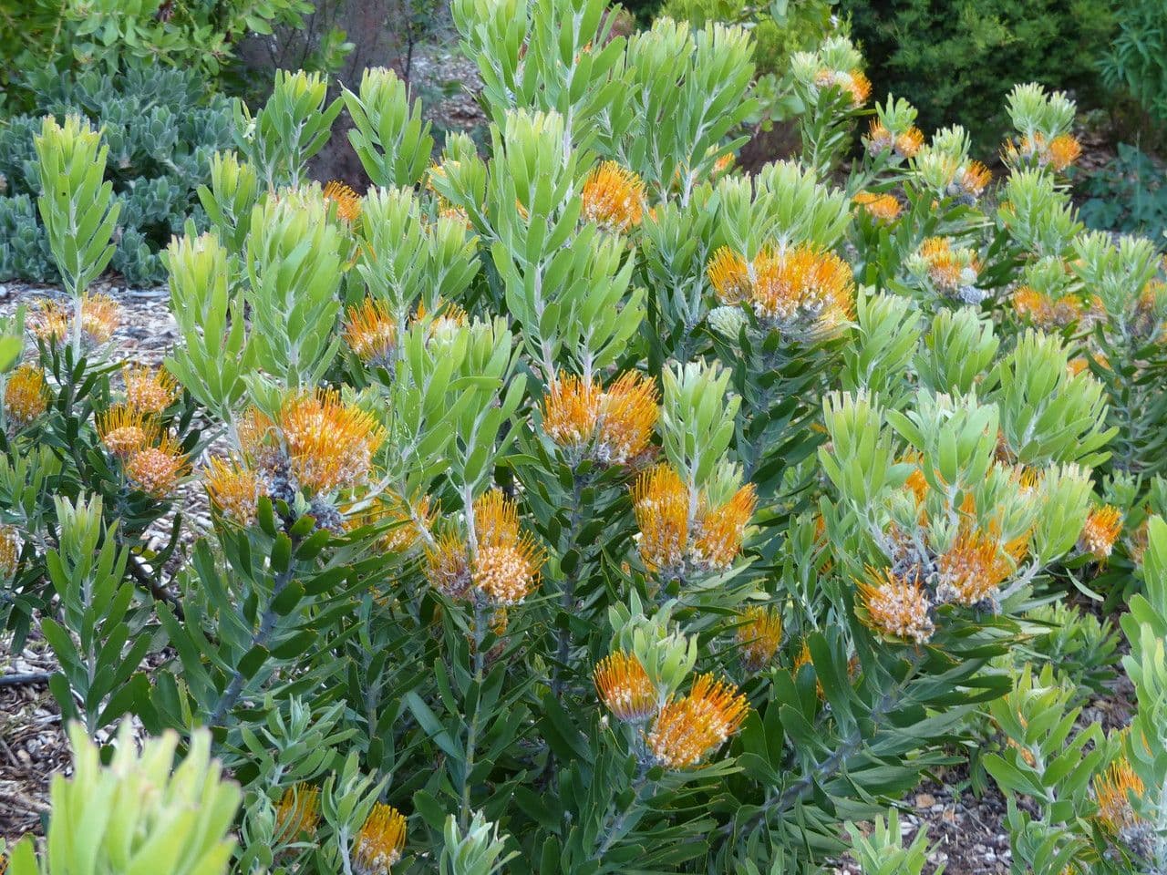 Leucospermum 9