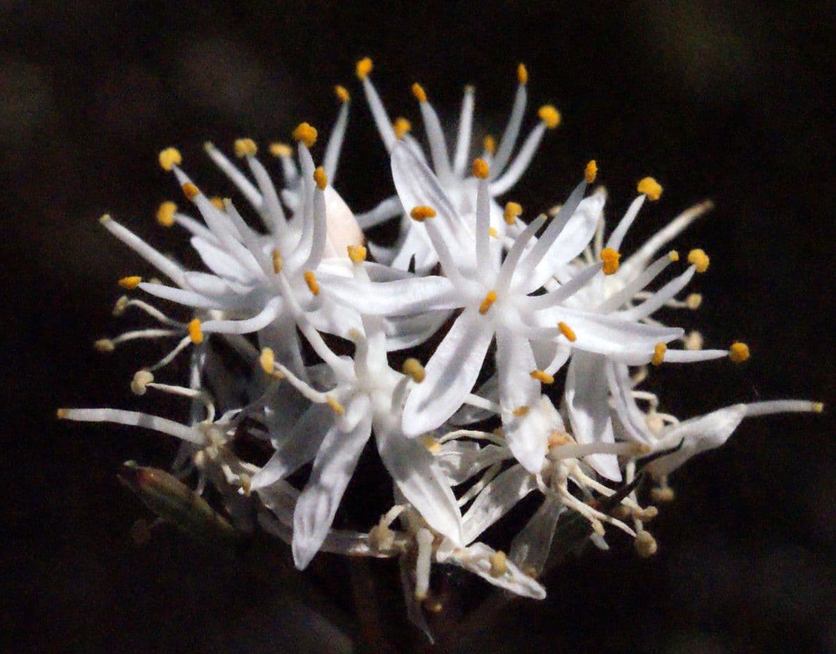 Borya constricta 2