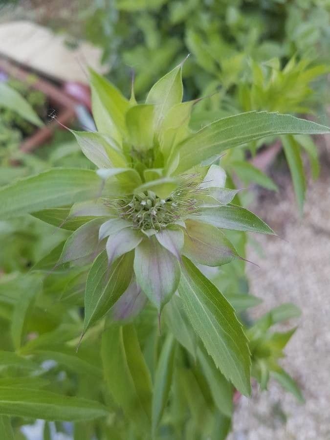 Gefleckte Monarde 11