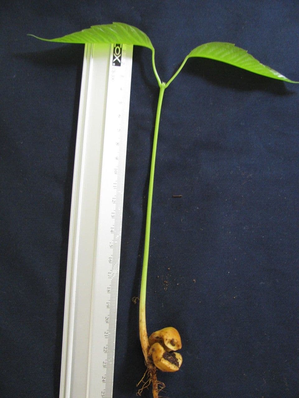 Tapirira 24