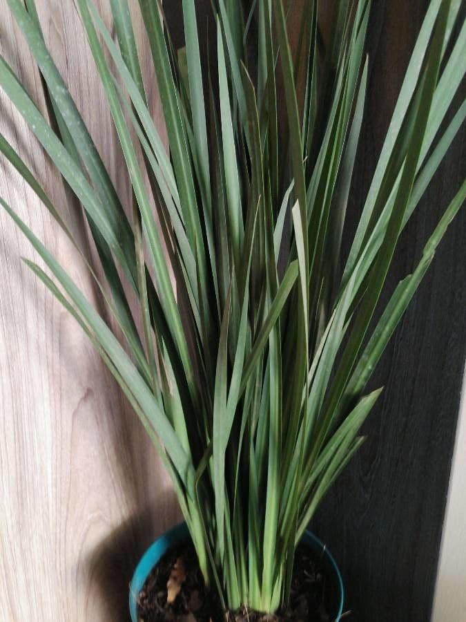 Citronella 4