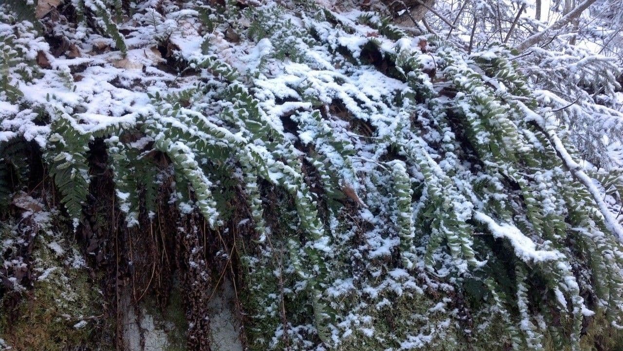 Polypodium virginianum 17