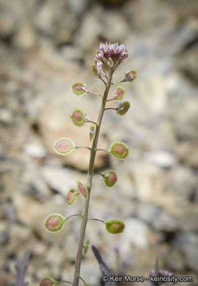 Thysanocarpus laciniato 2