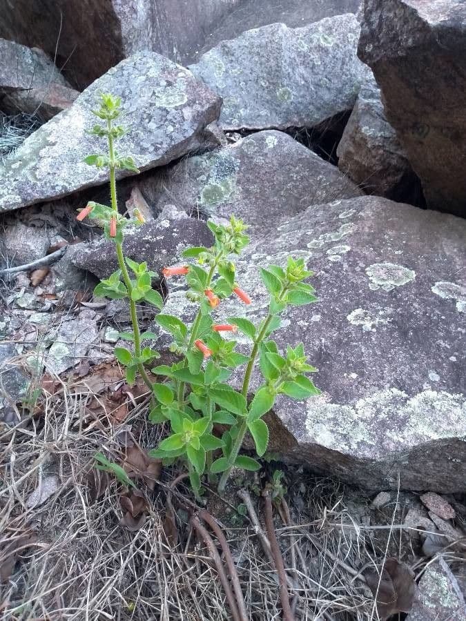 Sinningia aggregata 4