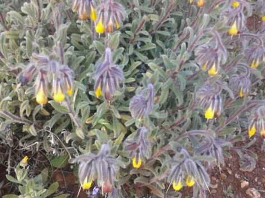 Goccia d'oro rocciosa 12